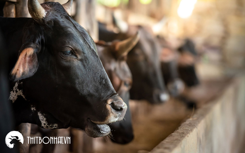 Giống bò Wagyu được kiểm soát nguồn gốc nghiêm ngặt