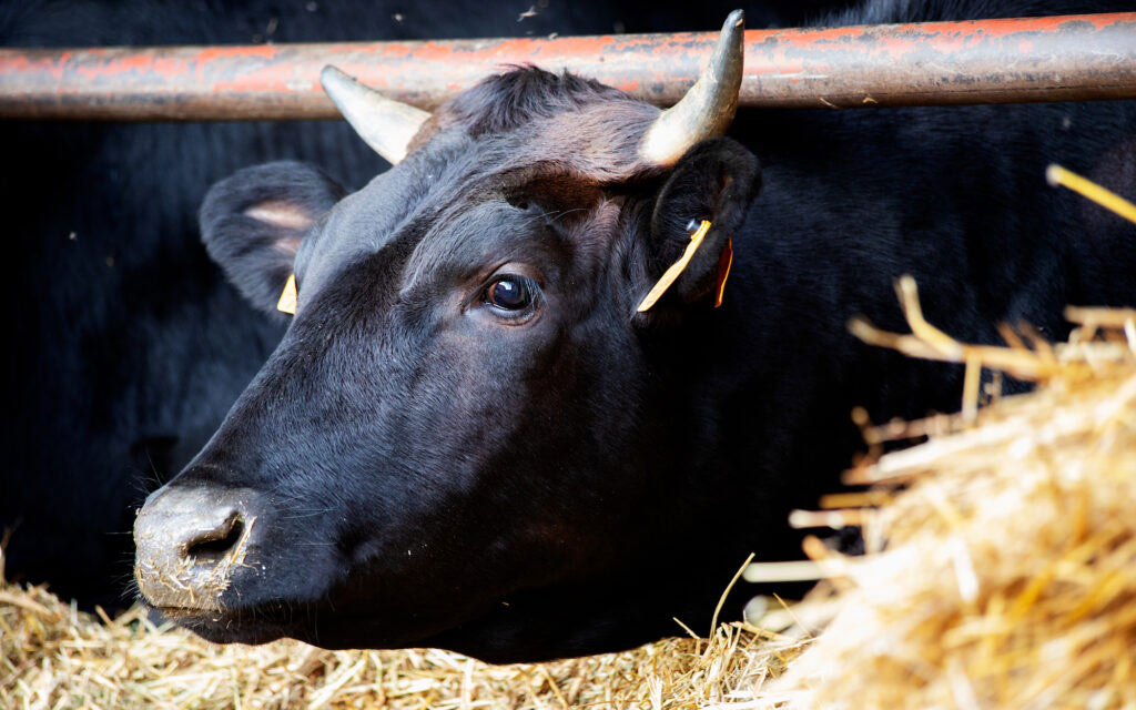 Những chú bò Kobe có cuộc sống như "ông hoàng bà chúa"