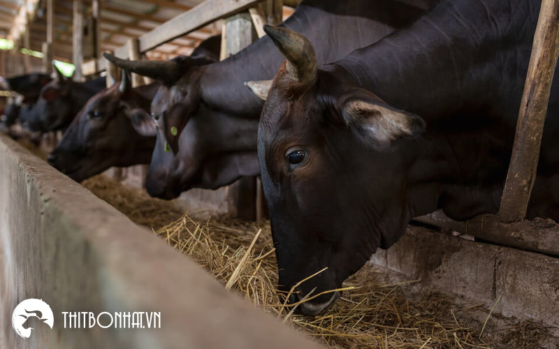 Những chú bò Wagyu được cho ăn cỏ khô, uống nước tinh khiết