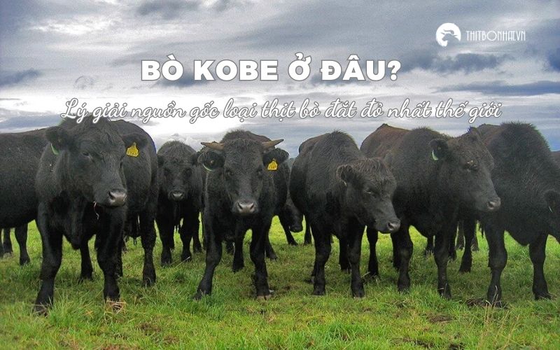 Nguồn gốc bò Kobe ở đâu