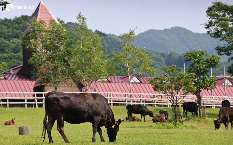 Trang trại bò Wagyu Nhật Bản