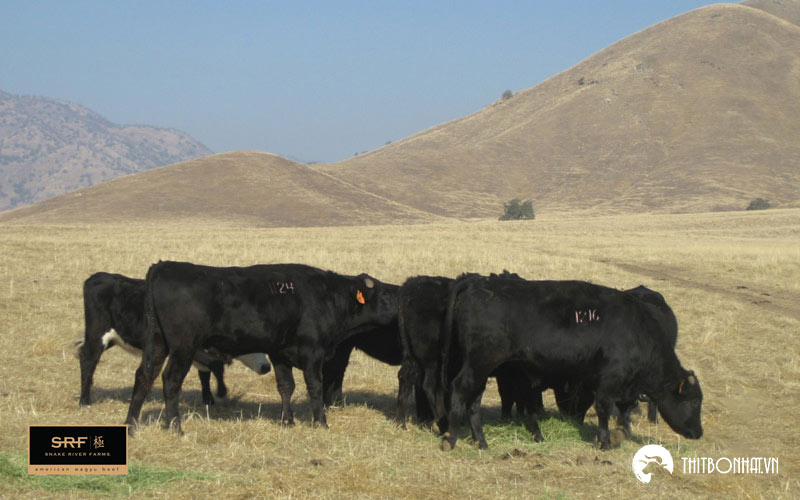 Kết hợp tinh hoa của bò Wagyu Nhật và bò Mỹ Black Angus