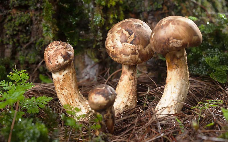 Nấm Matsutake