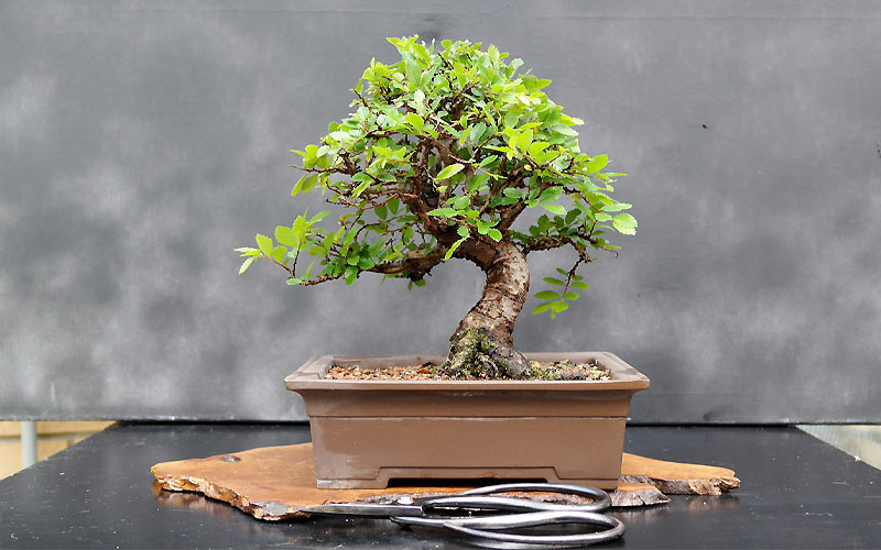 Cây cảnh bonsai nghệ thuật