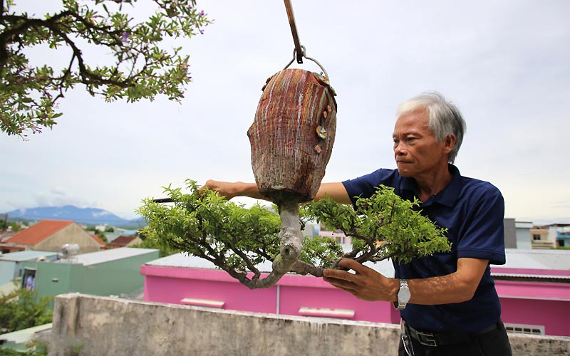 Cây cảnh